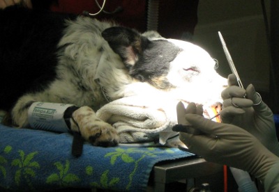 Hank In Surgery